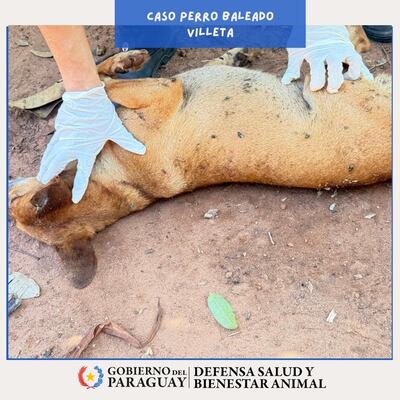 Ministro, el perro que habría sido baleado por un vecino en Villeta.