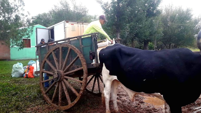 Tres personas en campo: hombre con gorra y camiseta interactúa con vaca blanca, mientras otros observan junto a un contenedor.