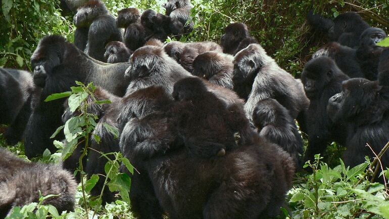 Captura de "Una historia de gorilas narrada por David Attenborough", disponible en Netflix.