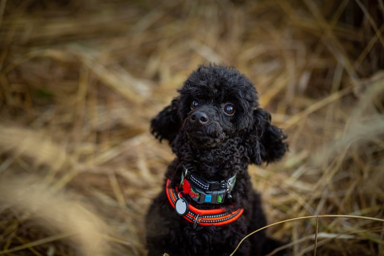 Perro poodle o caniche.