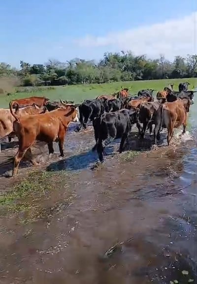 Campos ganaderos en la zona de Tacuaras y Laureles se encuentran inundados.