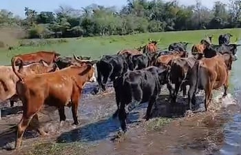 Campos ganaderos en la zona de Tacuaras y Laureles se encuentran inundados.