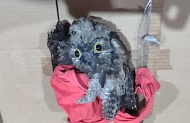 Hieren de con un proyectil lanzado con una hondita a un urutaú en Ypané.