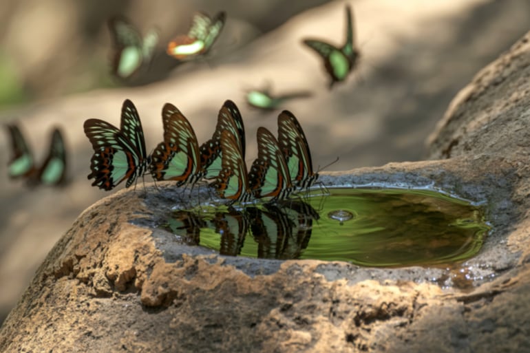 Mariposa.