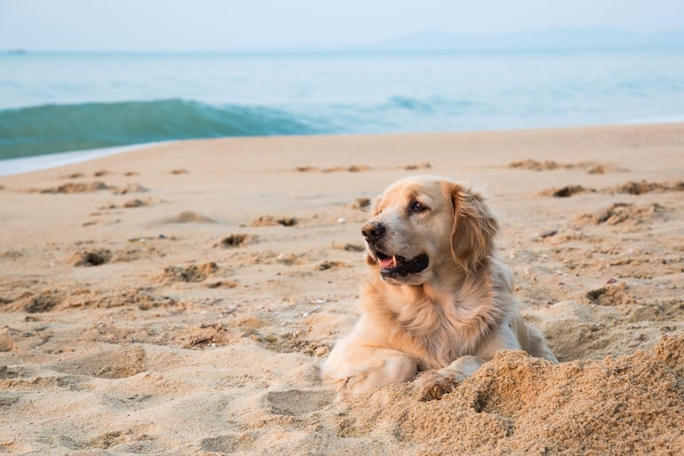 Perro en la arena.