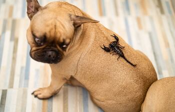 Fotografía de un perro con un alacrán en la espalda.