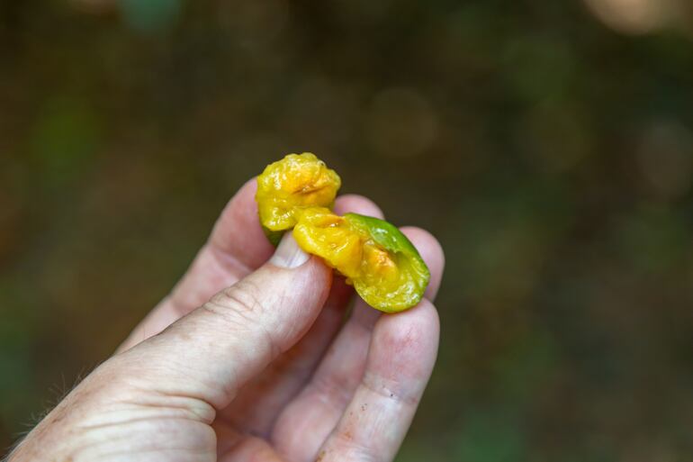 Guavirá (Campomanesia xanthocarpa).