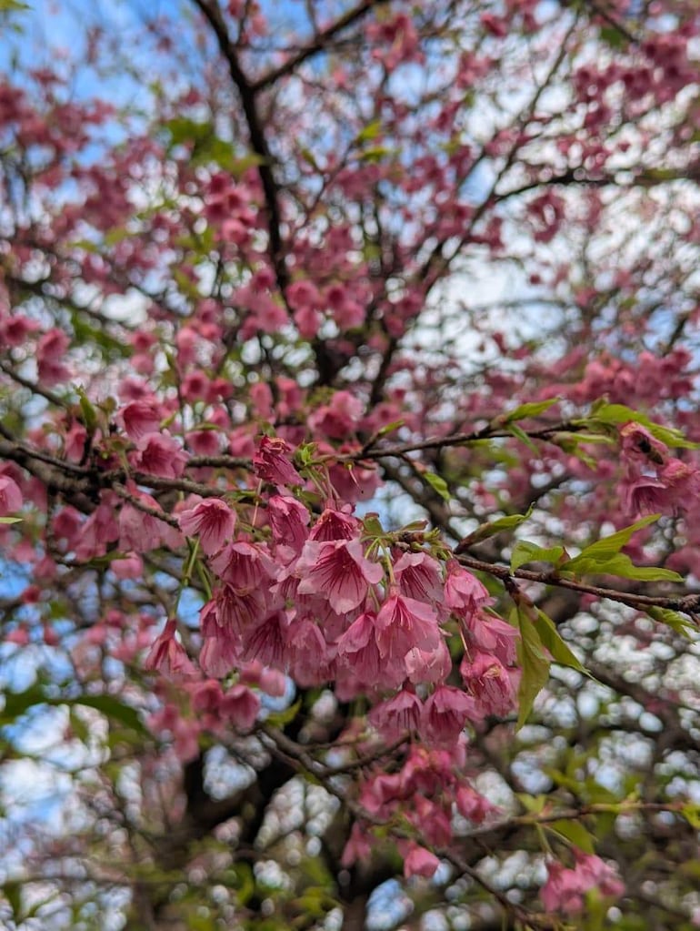 Primer plano de ramas de un cerezo en flor, con flores rosadas contrastando bajo un cielo parcialmente nublado.