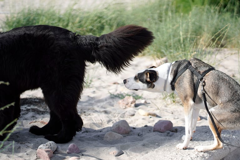 ¿Por qué los perros se huelen el trasero al saludarse?