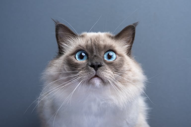 Gato birmano.