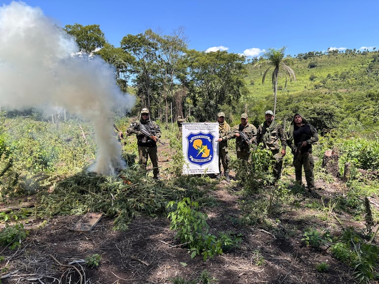 Policías de Antinarcóticos en la plantación de marihuana erradicada.