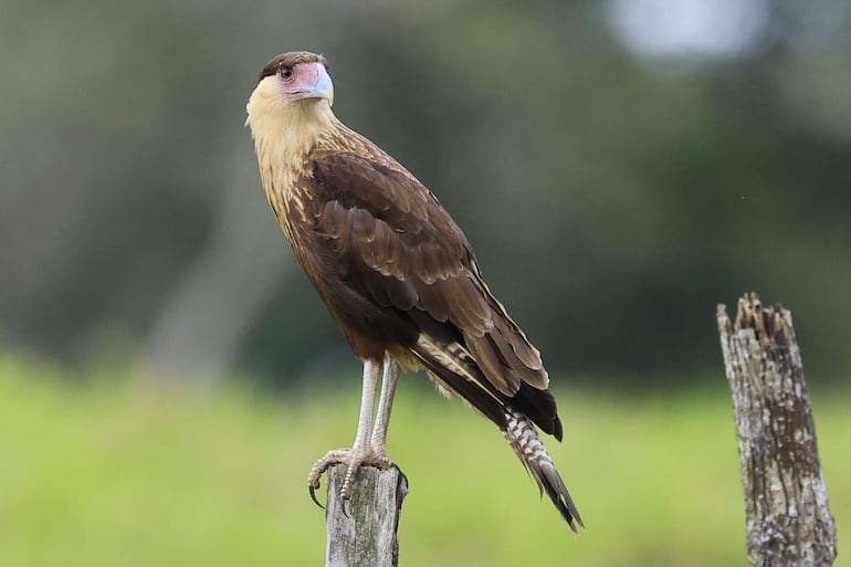 Fotografía que muestra un ave de la especie Caracara plancus cheriway este viernes, en la Chorrera (Panamá).