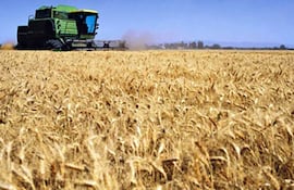 Envíos de trigo zafra 2025, cuyo periodo de desalijo se computa desde octubre 2025, registraron hasta enero 2026 una mejora de 25.112 toneladas (12%).