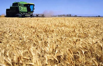 Envíos de trigo zafra 2025, cuyo periodo de desalijo se computa desde octubre 2025, registraron hasta enero 2026 una mejora de 25.112 toneladas (12%).