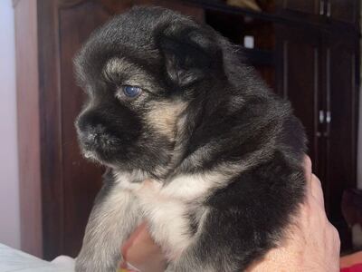 Este cachorro fue hurtado de la vivienda.