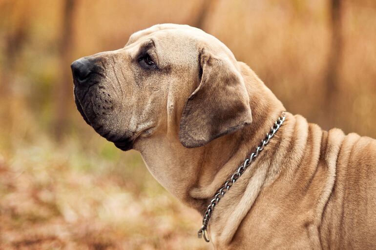 Fila brasileño.