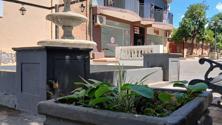 Los canteros y planteras están sin mantenimiento.