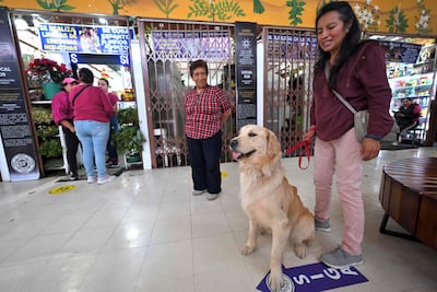 Ximena Tixi y su perro Lucas esperan un ritual de limpieza energética para mascotas en el mercado de San Francisco en Quito el 17 de mayo de 2026.