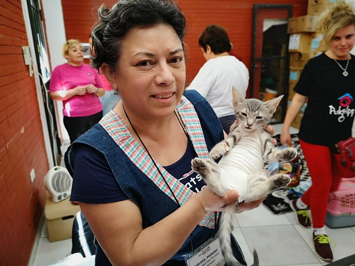 Castraciones de mascotas: habilitan canal exclusivo para familias vulnerables