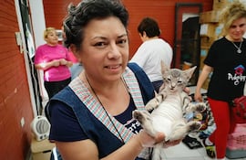 Castración de gatos.