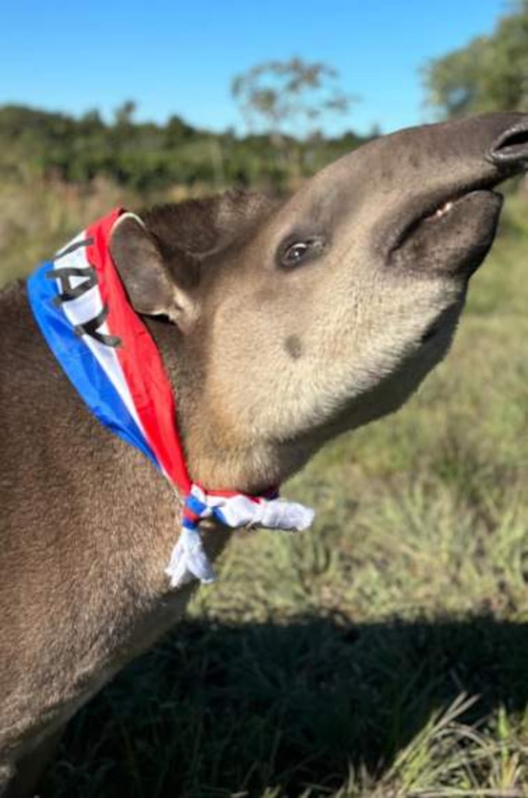 Tapiro con pañuelo rojo, blanco y azul en su cuello, posando en un campo verde con árboles al fondo.