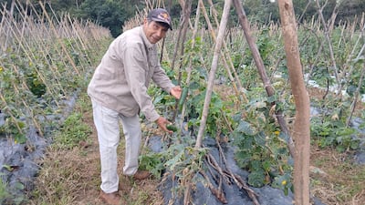 Hombre con chaqueta clara sostiene pimientos en un campo agrícola, rodeado de plantas cultivadas, con expresión seria.