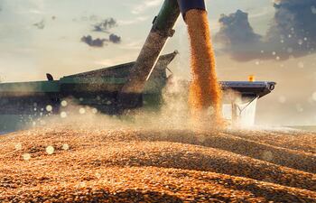 Producción de maíz crece 237%