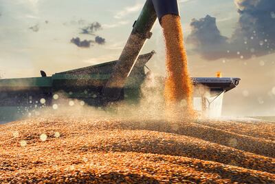 Producción de maíz crece 237%