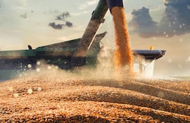 Producción de maíz crece 237%