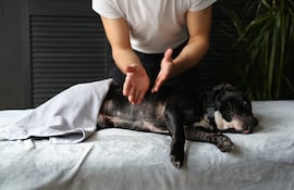 Un masaje puede relajar a tu perro o disparar dolor y estrés si se hace mal.