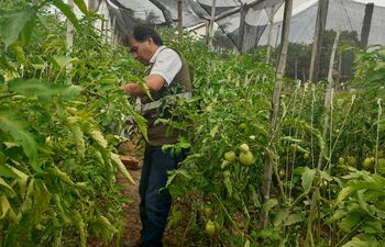 Un inspector del Senave, verifica la sanidad de un cultivo de tomate, en el marco del monitoreo sobre el virus rugoso del tomate.