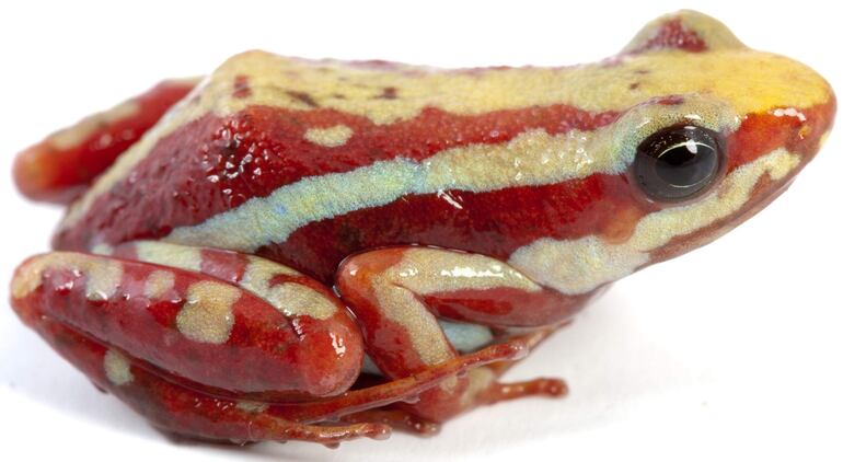 Fotografía cedida por la cuenta @jambato que muestra a la rana Epipedobates anthonyi. 