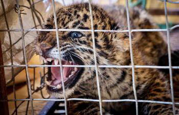 Bomberos voluntarios rescataron a un cachorro de jaguareté que fue hallado con collar y cadena en Concepción.