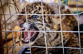 Bomberos voluntarios rescataron a un cachorro de jaguareté que fue hallado con collar y cadena en Concepción.