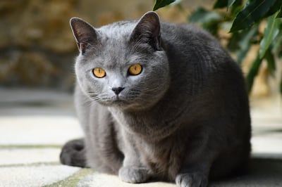 Gato Chartreux.