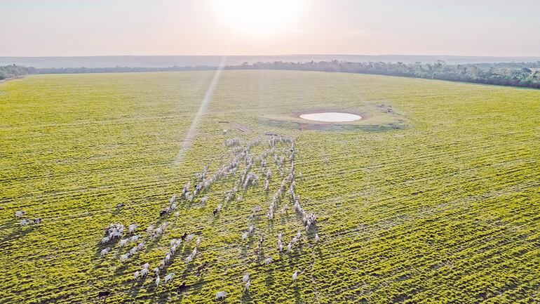 La visión de Mauricio Moller: 60 años de tradición detrás del éxito ganadero
