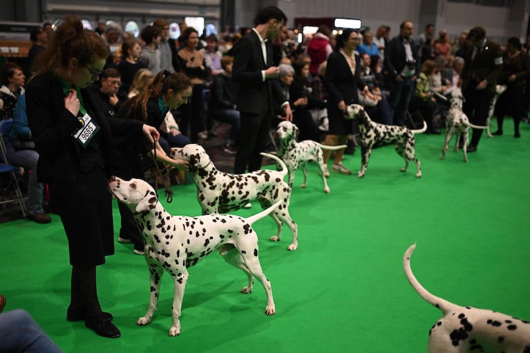 Dálmatas son presentados en el ring, en el grupo Utility, durante el tercer día del Crufts, la exposición canina, en el National Exhibition Centre de Birmingham, en el centro de Inglaterra, el 7 de marzo de 2026.