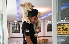 Domador de leones juega con un cachorro de león en una cafetería en Chiang Mai.