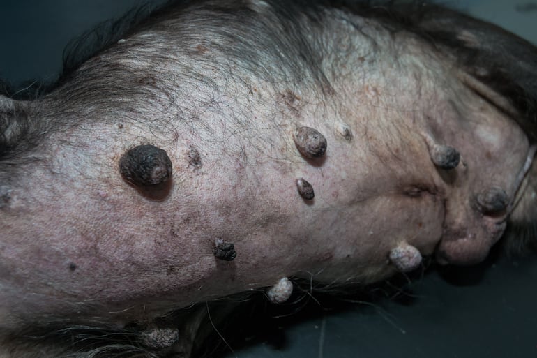Perro con síndrome de Cushing.