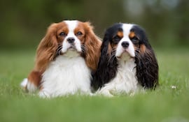 Perro de raza Cavalier King Charles Spaniel.