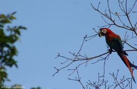 Guacamayo rojo, ave en peligro de extinción.