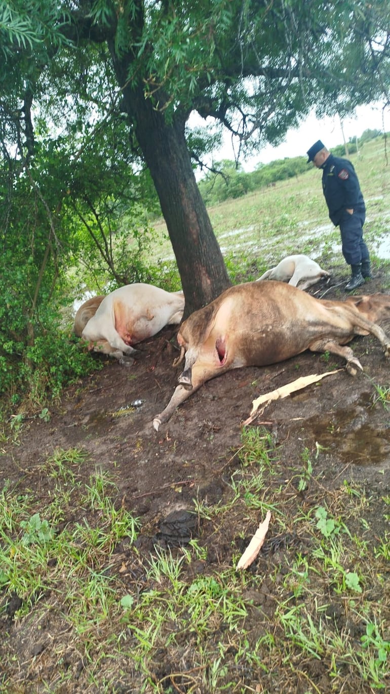 Caída de rayo mató a cinco animales vacunos en Desmochados, Ñeembucú.