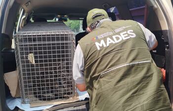 El Ministerio del Ambiente asistió a un tirika rescatado tras recibir un balazo.