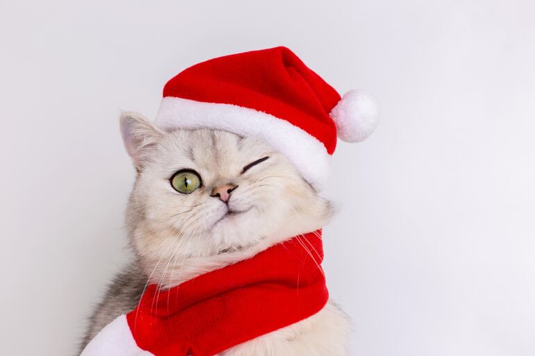 Gato en Navidad.