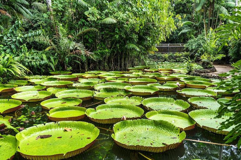 Victoria amazonica.