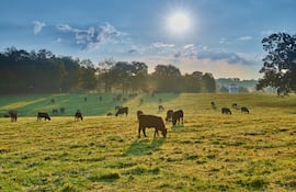 La llave para la rentabilidad ganadera en épocas de calor intenso