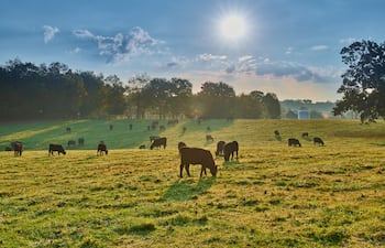 La llave para la rentabilidad ganadera en épocas de calor intenso
