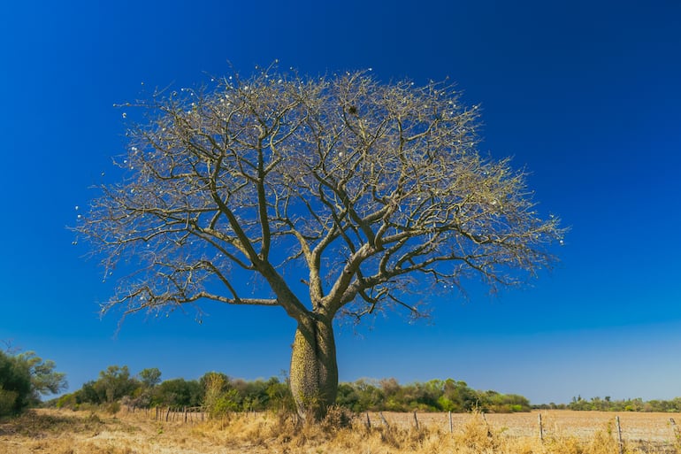 Palo borracho, samu’u (Ceiba speciosa).