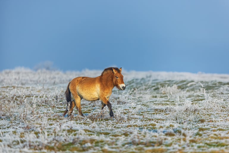 Caballo de Przewalski (Equus ferus przewalski).