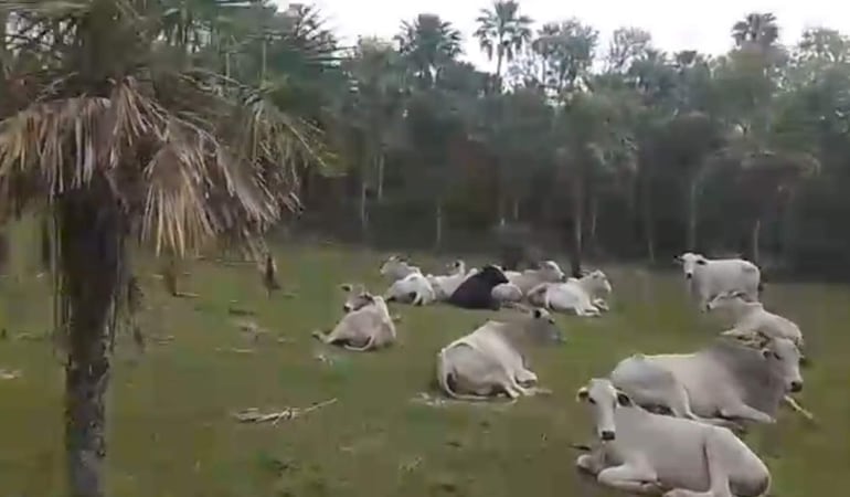 Vacas blancas y una negra descansan en un prado, rodeadas de vegetación variada en un ambiente tranquilo.
